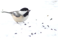 Song Birds - Winter 2011