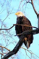 Bald Eagles - February 18, 2012